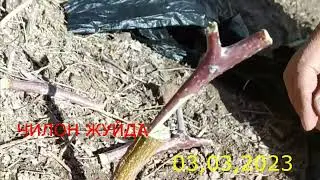 Искана пайванд  шафтоли  урик,чилон жийда  .Iskana payvand shaftoli,chilon jiyda.ПРИВИВКА ПЕРСИКА.