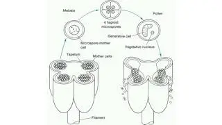 |Microspore development in plants|Easy explanation| NCERT Plant kingdom| microspores
