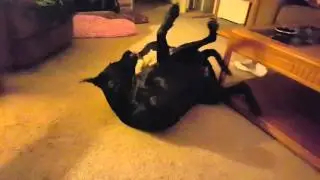 Beagle VS Lab