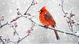 Winter Peace: Bird Song & Relaxing Music for Sleep and Study ❄️🐦