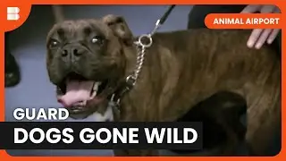 Guard Dogs Drama - Animal Airport - S01 EP12 - Animal Documentary