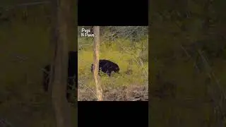 Rare Sloth Bear Sighting