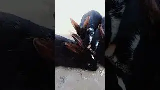 Maaz The Pet Lover#song #music#electronicmusic#song #remix#dj#pet#bunny#songs #petrabbit#animals.