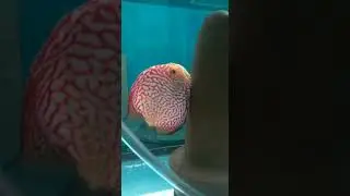 breeding discus fish: spawning aka laying eggs time