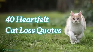 40 Heartfelt Cat Loss Quotes to Help You Cope and Heal