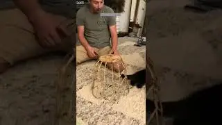 Cat Lover 😼 Cute Cats Kittens 🐱 # Part 5618