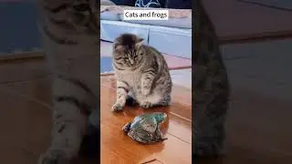 Cats and frogs #animals #funny #cat