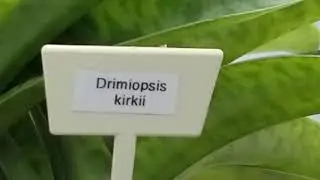 DRIMIOPSIS KIRKII - SOUTH AFRICAN BULB PLANT