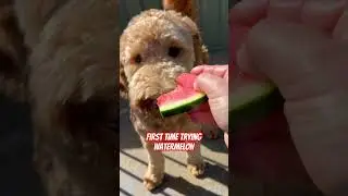 Do you think he liked it? #dog #dogshorts #pets #groodle