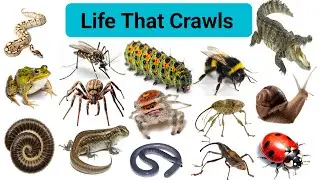 Master English With Daily Learn English: Crawling Animals &ndash; Names with Simple Sentences.