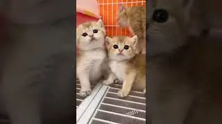 [kucing imut] #mpus #kucinglucu