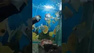 Mono Angel fish #viralvideo #fishaquarium #fishtank #youtubeshorts #monoangelfish #exploremore #like