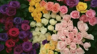 Откройте для себя скрытые значения розового цвета.