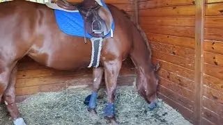 Today's make-up lesson! #horse #jessie #jumping #jumping lesson