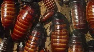 Amazing cockroach and Cute Pets Compilation,cockroach sound,Pet animals #insects #animals #shorts