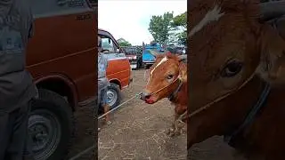 Sapi ngamuk #cover #remix #duniasapi #cow #sapimakan #anaksapilimosin #sapilucu #sapijumbo #shorts