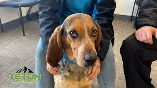 Pet of the Week: Fern