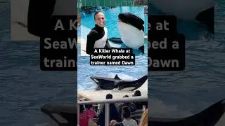 Ужасная история Дон Браншо и косатки SeaWorld #убийцаки #косатка
