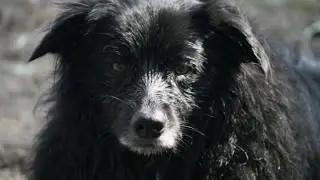 My Pet supplement - Joint Advanced Testimonials