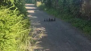 Восемь сыночков и красавица дочка