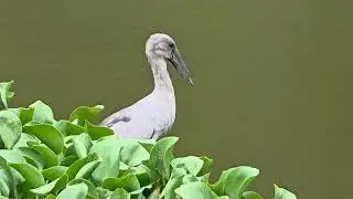 Asian Openbill.1