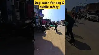 Dog catch for dog & public safety #pets #shorts #dog #ytshorts #youtubeshorts