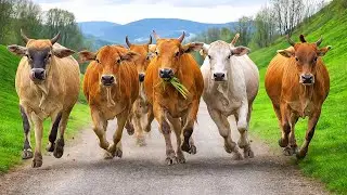 Video puluhan sapi lembu jinak berlari penuh keceriaan saat tiba di area perbukitan, gembala ternak