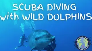 Scuba diving with the WILD DOLPHINS of Rangiroa - Growing a Pair on Fat Susan - Ep.4:40
