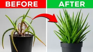 7 Aloe Vera Care Mistakes That Are Killing Your Plant &ndash; Houseplant Care