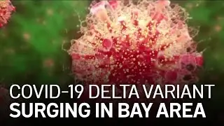 COVID-19 Delta Variant: Case Rates Spiking in Bay Area Counties