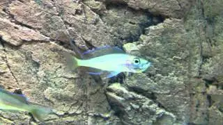 Paracyprichromis nigripinnis 