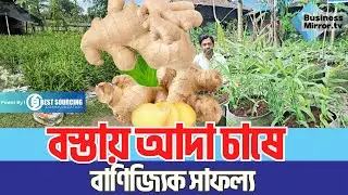 বস্তায় আদা চাষে বাণিজ্যিক সাফল্য | Ginger cultivation  | Business Mirror
