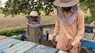Honey bee is a very good work
