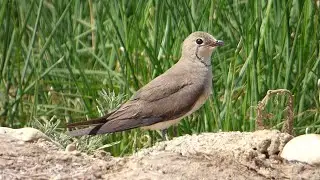 CANASTERA COMUN (Glareola pratincola)  Collared pratincole HD