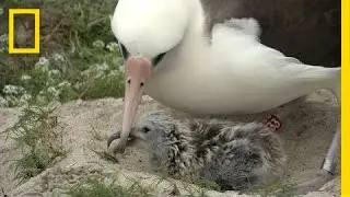 Amazing Bird: Age 65, May Have Had 40 Chicks, Traveled Three Million Miles | National Geographic