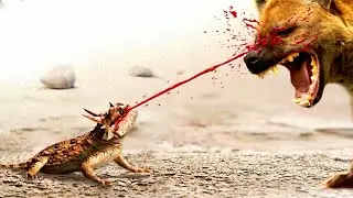 5 Animals with Incredible Defense Mechanisms You Won't Believe Exist!