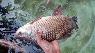 रेहू मछली 🐬🐬🐬😯😱 #fishing #viral #highlights #viralvideos #fish #shorts #trend #youtube #desivilog  