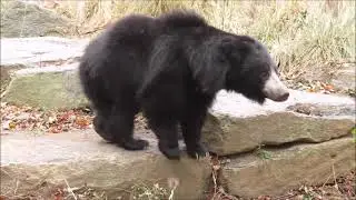 Zoochosis: Affecting Captive Wildlife Everywhere