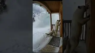Arctic Fox Saved From Avalanche #motheranimal #rescueefforts #rescue #fox #cute #animals #usa