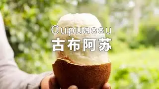 巴西国果古布阿苏Cupuassu，好想吃它做成的巧克力