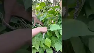 When to Harvest Dragon Tongue Beans and Tips for Success