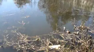 MOV03904