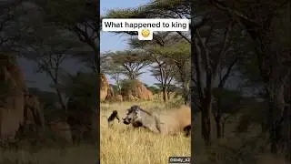 KING OF THE SAVANNAH MR WARTHOG MR V16 ENGINE
