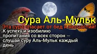 Тайна успеха и богатства через аяты Аллаха — достаточно слушать суру Аль-Мульк каждый день