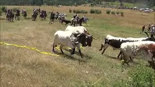 GRIEGOS 2025   ENCIERRO A CABALLO - SIERRA DE ALBARRACIN EN TERUEL -