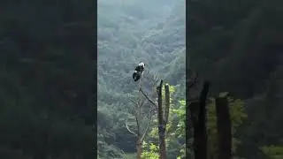 relaxing panda