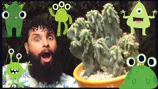 CACTO MONSTRO - Como cuidar do Belíssimo  CEREUS PERUVIANUS MONSTROSUS - Tudo desse exótico cacto!