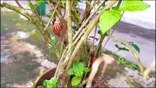 Two snails climbing a flower stem 