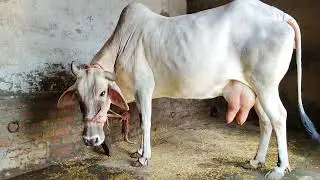Haryana breed cow for sale
