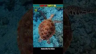 Top 7 Mind-Blowing Facts About Turtles || Fact 2 Only || #viral